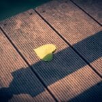 Single Yellow Leaf on Wooden Deck with Shadows
